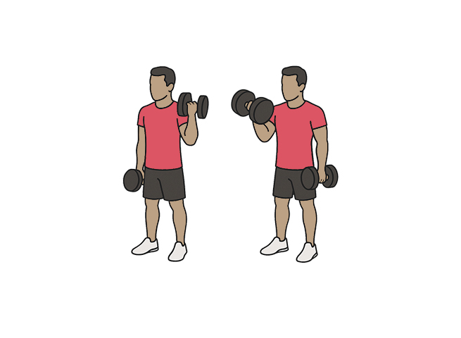 Curl biceps alterné avec haltères