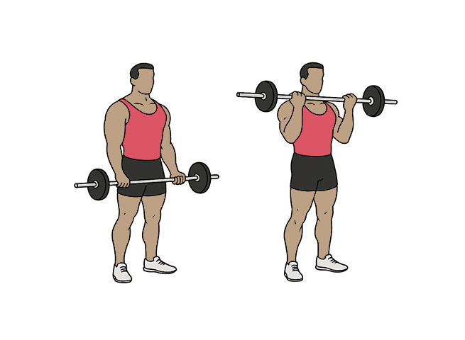 Curl biceps à la barre
