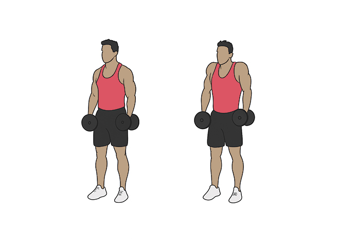 Haussements d'épaules / Shrugs aux haltères