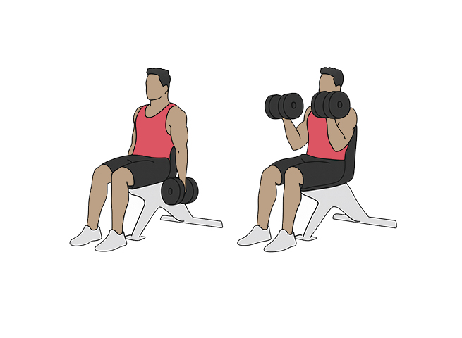 Curl biceps assis