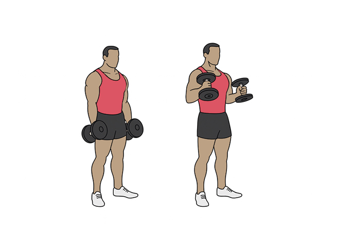 Curl biceps prise marteau